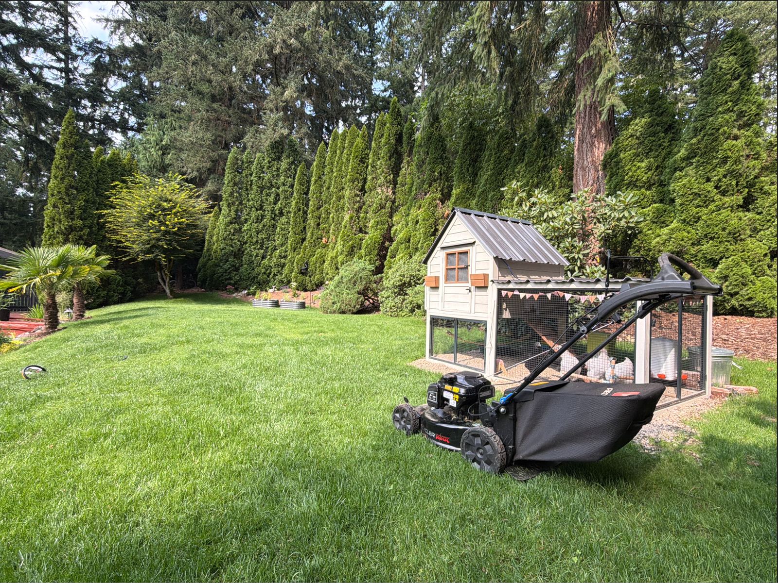 A thick, even, deep green lawn with a lawnmower parked next to the chicken coop.