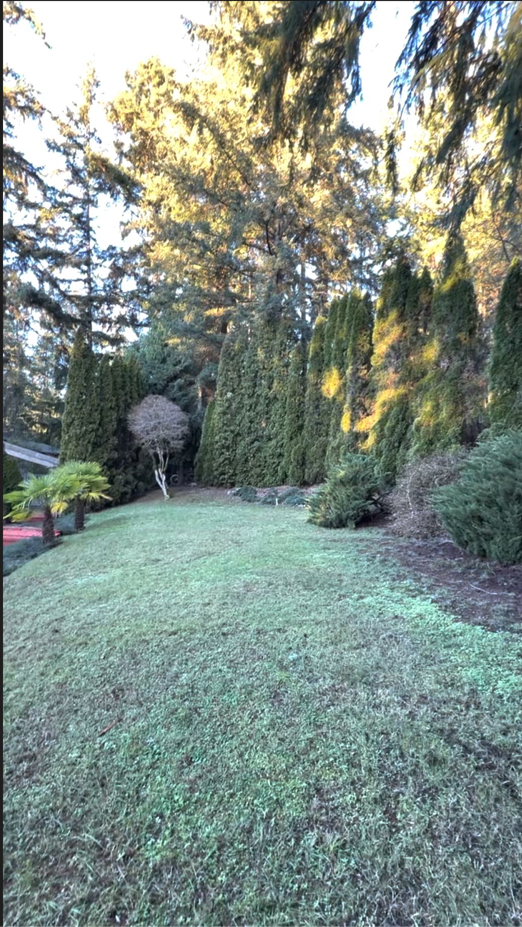A patchy, dormant backyard lawn under tall conifers, sparse and mossy in low winter light.