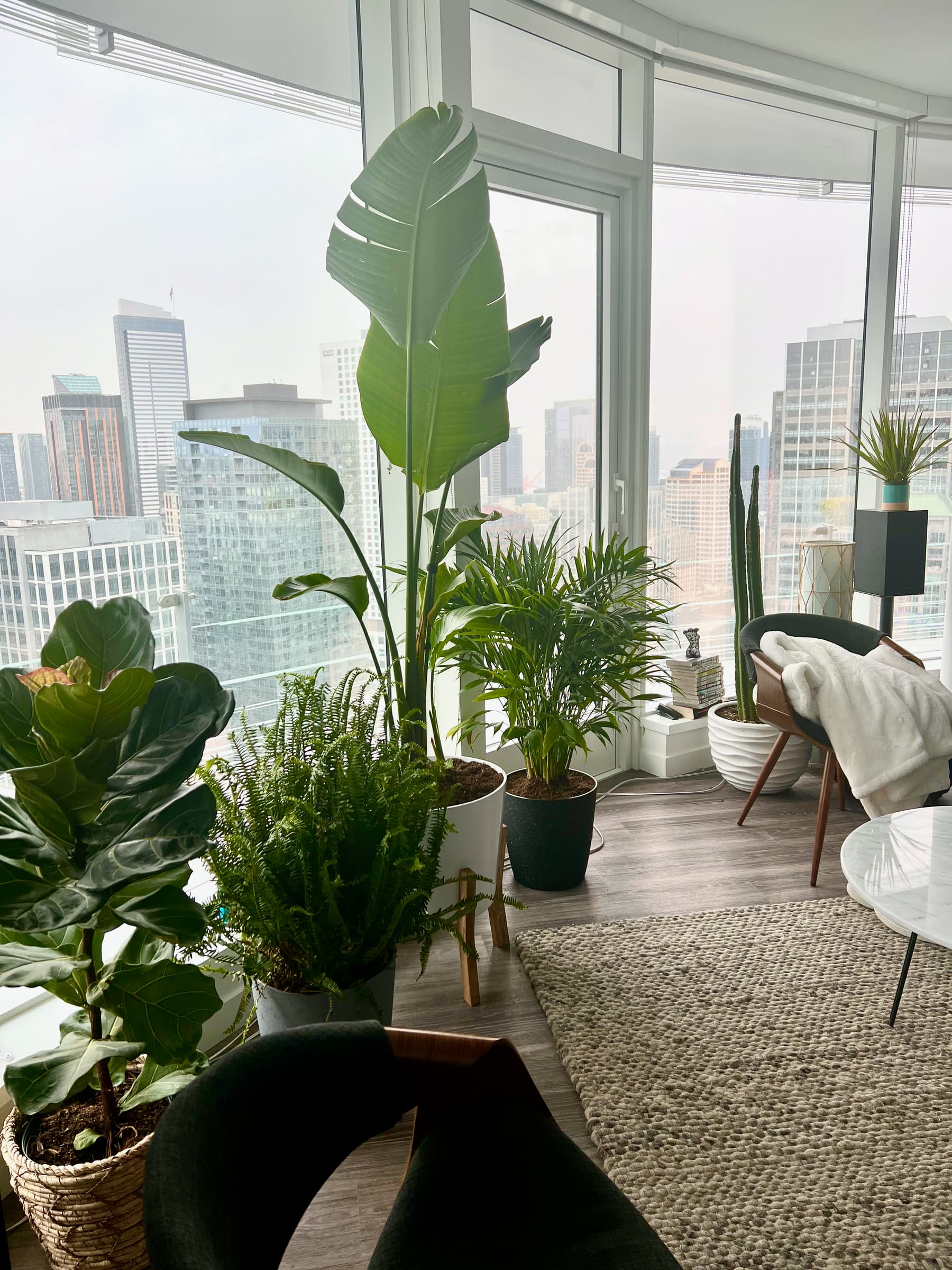 Plants lined up along the living room windows, high above the city.