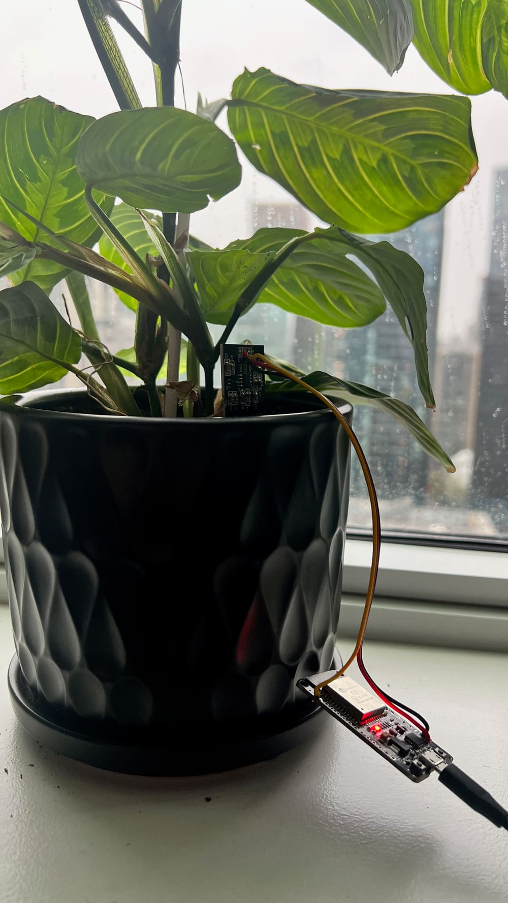 The ESP32 and moisture sensor deployed in a potted plant on a windowsill, sensor cable running down into the soil.